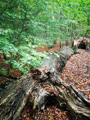 Fototapeta na wymiar Wilde Buchenwälder im Nationalpark Jasmund 