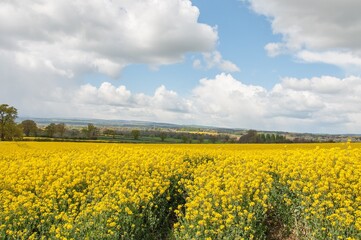 Canola field of yellow flowers