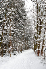 Fototapeta premium beautiful snowy path in the winter mountain forest
