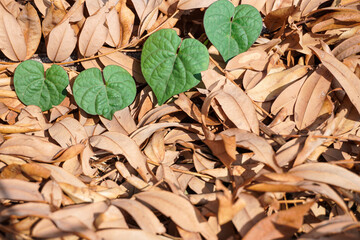 Four green heart shaped leaves on dry leaf background