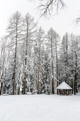 picnic shelter in a forest clearing during winter snowstorm