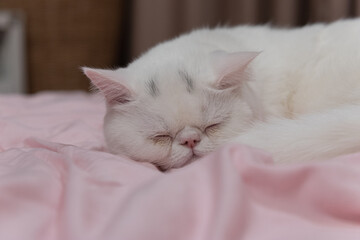 Fototapeta na wymiar The Exotic Shorthair Cat lie down and sleep on bed 