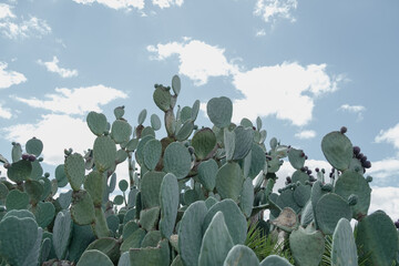 the cactus country in a summer desert