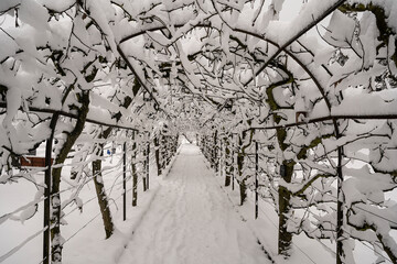 Spalierbäume im Winter, Klostergarten Wesemlin. Luzern, Schweiz