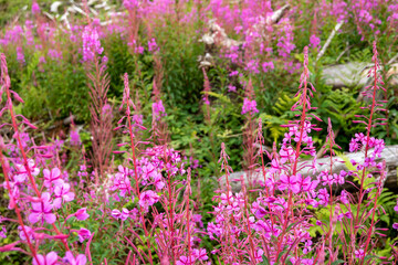 Rosebay Willowhern, Chamerion Angustifolium, in full blossom