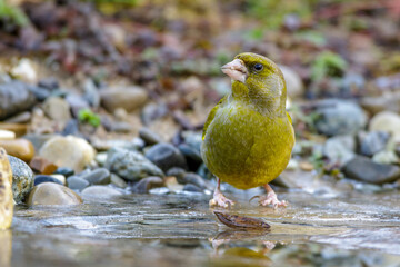 Grünfink (Carduelis chloris) Männchen