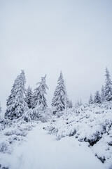 Krokonose mountains is located in northeastern Bohemia and in the south of the Polish part of Silesia. The highest mountain in the Giant Mountains and the whole of the Czech Republic is Snezka 1603m.