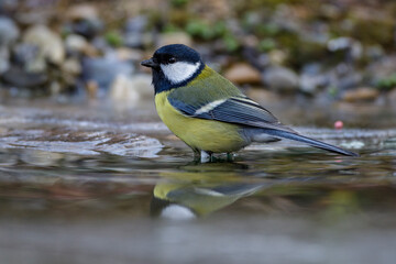 Kohlmeise (parus major)