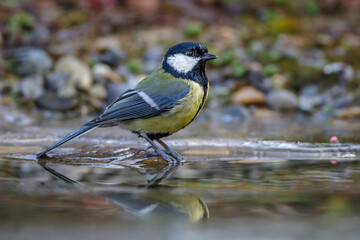 Kohlmeise (parus major)