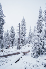 Krokonose mountains is located in northeastern Bohemia and in the south of the Polish part of Silesia. The highest mountain in the Giant Mountains and the whole of the Czech Republic is Snezka 1603m.