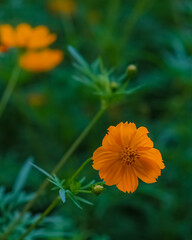 Sulfur cosmos flowers blooming in a garden by the roadside on a sunny day