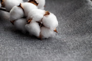 cotton branch on gray fabric, close-up