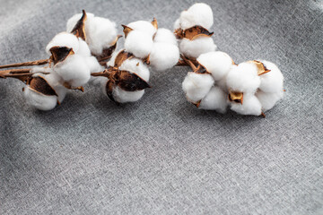 cotton branch on gray fabric, close-up