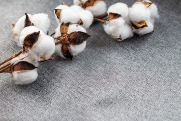 Obraz na płótnie Canvas cotton branch on gray fabric, close-up