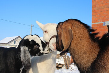 animals goats walk on the farm in winter