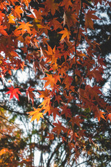 鮮やかに咲く紅葉の葉