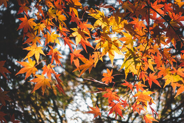 鮮やかに咲く紅葉の葉