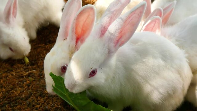 4K-The little rabbit was eating plant leaves.The little rabbits after eating the food were full of happiness.