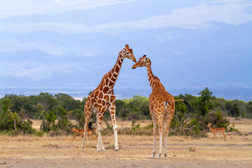 Two giraffes, male and female check scent, behavior behaviour to determine reproductive status. Ol...