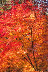 鮮やかに咲く紅葉の葉