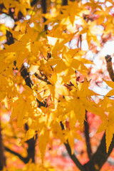 鮮やかに咲く紅葉の葉