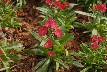 Several bright red carnation flowers in a flowerbed are blooming in the sun