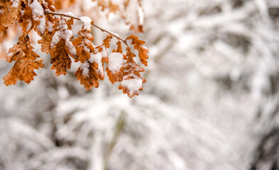 Snow-covered oak branches in the winter forest

