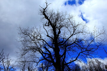 Large bare Tree silhouetted against white clouds and blue sky.