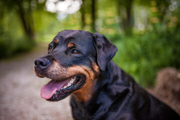 Kopf Portrait von einem schwarzen Rottweiler in der Natur