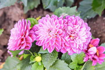 Obraz premium Close up of beautiful pink Chrysanthemum flowers.