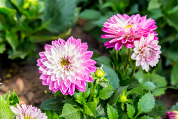 Close up of beautiful pink Chrysanthemum flowers.