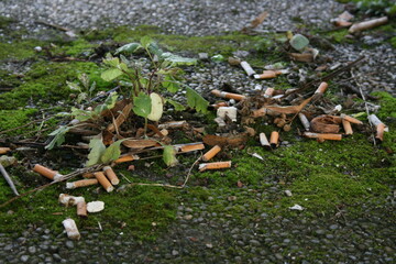 Ansammlung weggeworfener Zigaretten am Boden mit Moos