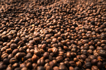 Coffee beans are dried in the greenhouse.Coffee Process