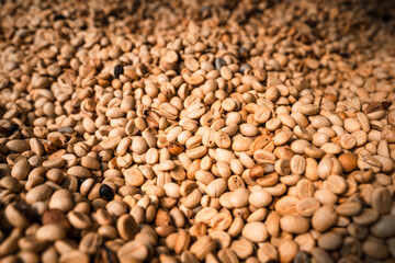 Coffee beans are dried in the greenhouse.Coffee Process
