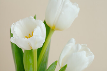 white tulips floral card, first flowers spring background