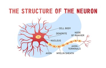 structure of the brain neuron