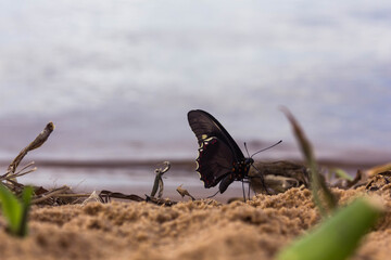 Butterfly lying on the sand of the beach on a cloudy day