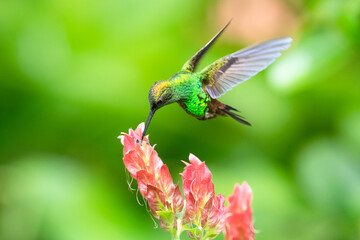 A Copper-rumped hummingbird feeding on a pink Shrimp plant with a smooth green background.  © Chelsea Sampson