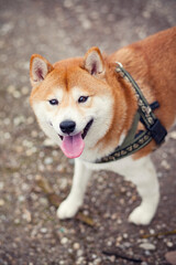 Portrait von einem  Shiba inu in getrockneter Wiese. Hund lächelt