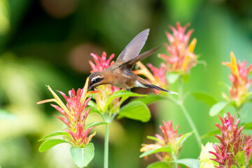 A Little Hermit hummingbird (phaethornis longuemareus), feeding on a Shrimp Plant with a green background. Wildlife in nature. Bird in flight.