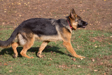 Naklejka na ściany i meble Cute german shepherd dog puppy is walking in the autumn park. Pet animals.