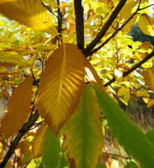 Autumn leaves of chestnut tree (Aesculus hippocastanum)