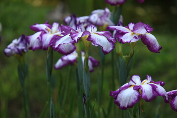 薬師池公園の菖蒲園　　5月、東京都町田市にある薬師池公園ではたくさんの菖蒲が咲き乱れる