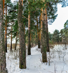 trail in a snowy pine forest on a winter day