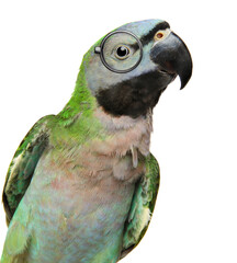 Interested Amazon parrot, isolated