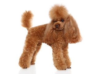 Dwarf poodle on white background