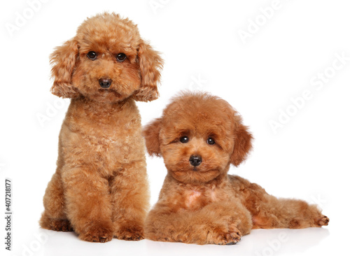 teacup poodle prijs