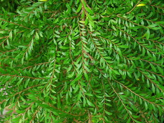 close up of green leaf tree