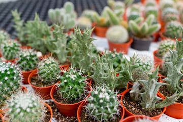 Various types of cactus and succulent potted plants for sale in the cactus farm. Soft focus image.