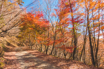 山に生えた紅葉